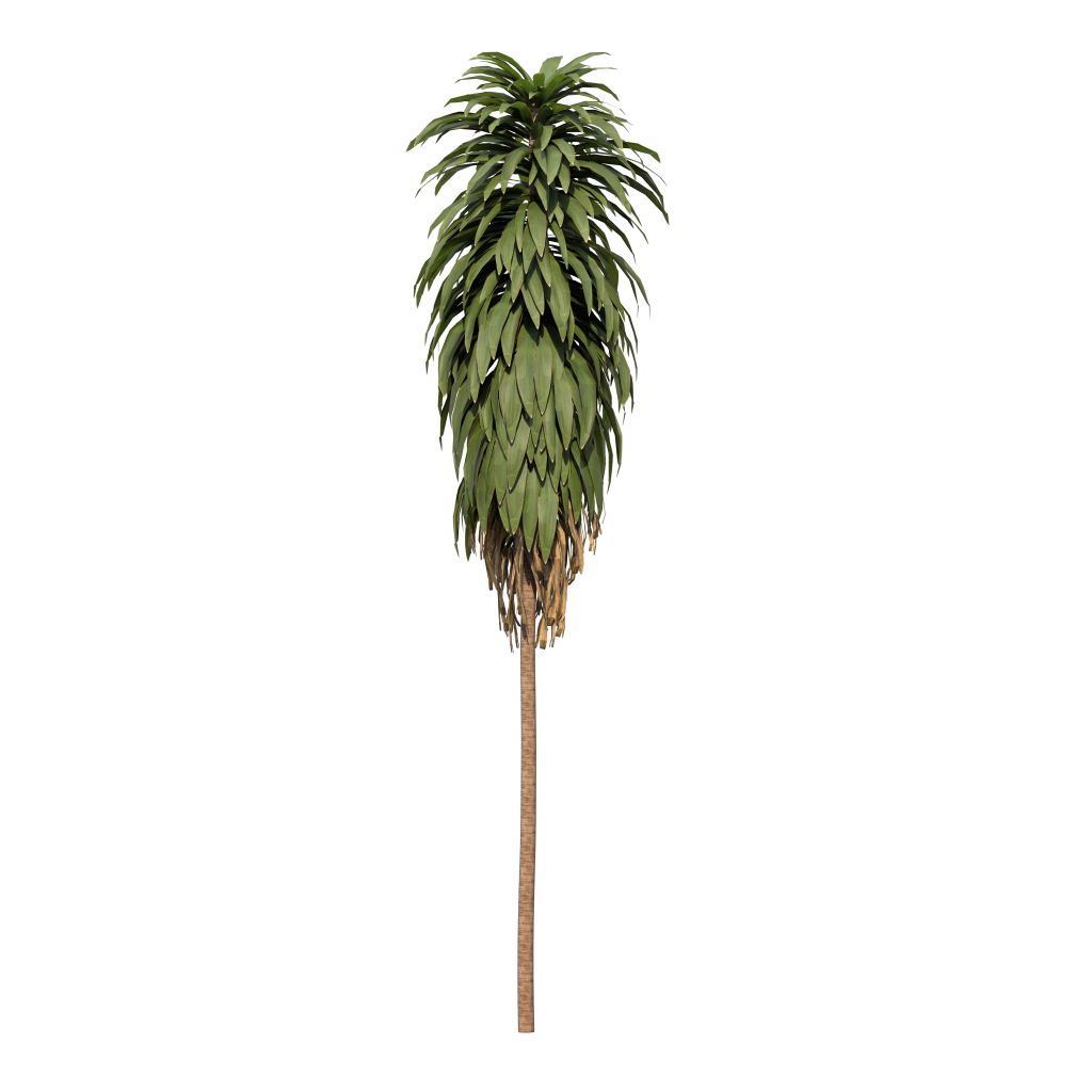 Cordyline fruticosa - Ti Plant 05